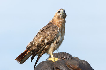 Red-Tailed Hawk at Saunders Pond