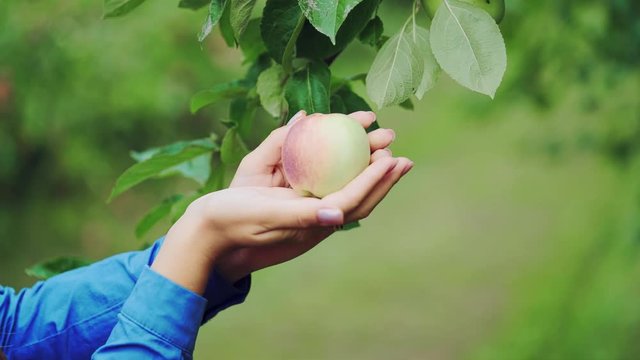 Female hand is picking an apple from apple tree. Apple harvesting. Close-up