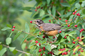 Juvenile American Robin 01