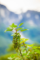 Green currant branch with blossoming buds