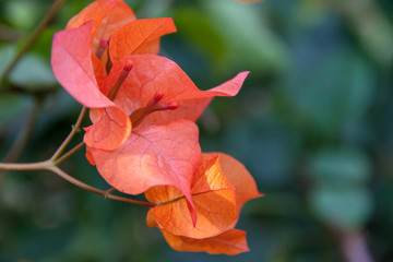 Peach balinese flowers
