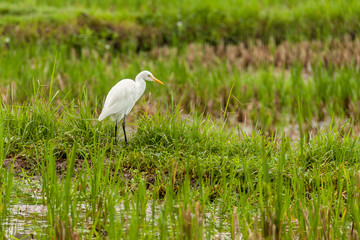 White Heron in Rice Field