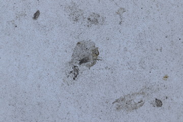 Concrete Stained