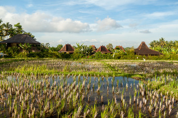 Rice Paddy with Balinese Houses