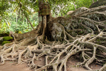 Tree Roots Above Ground