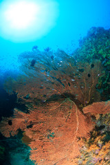 Fototapeta na wymiar Beautifully colored Sea Fans on a tropical coral reef in Myanmar