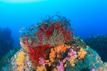 Pieces of plastic wrapped around fragile corals on a tropical coral reef