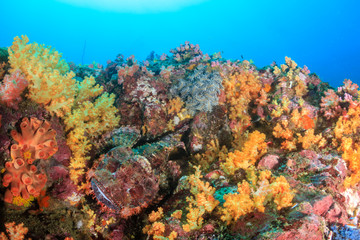 Plakat A well camouflaged Scorpionfish hidden on a colorful tropical coral reef