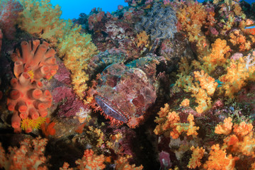 Fototapeta na wymiar A well camouflaged Scorpionfish hidden on a colorful tropical coral reef