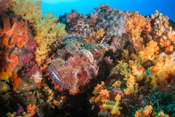 Fototapeta na wymiar A well camouflaged Scorpionfish hidden on a colorful tropical coral reef