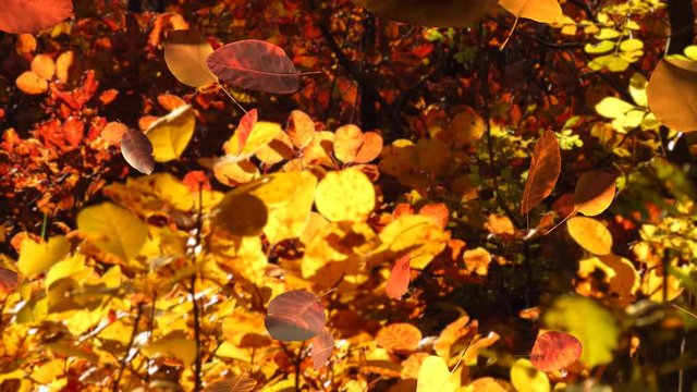 Falling cotinus leaves in autumn forest with smoke bush trees in background, 3D rendered, UHD