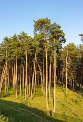background. defocus. pines on the blue sky background