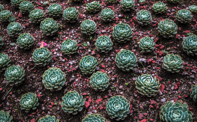Fototapeta na wymiar Echeverria flowers natural pattern.