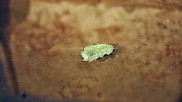 Close up of one green leaf in the water