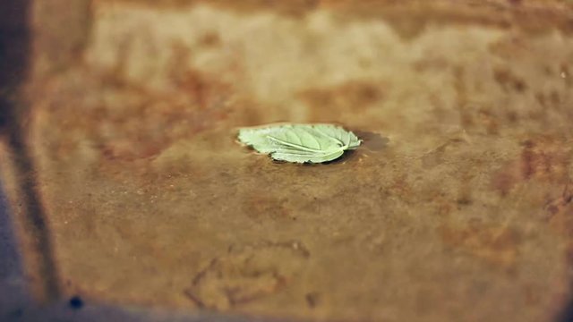Close up of one green leaf in the a water