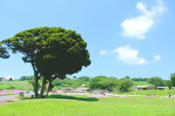 千葉県　マザー牧場　夏