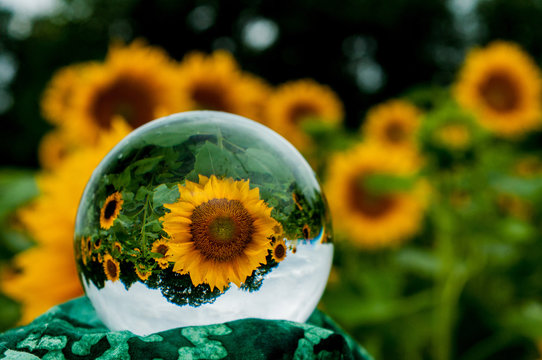 Sunflower field through glass lens ball