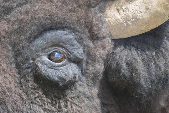 Bisonte americano en cautiverio