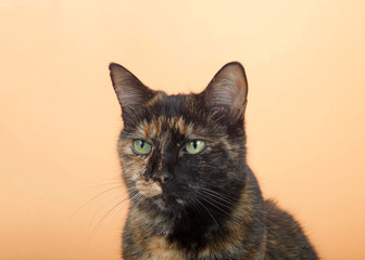 Portrait of one tortie torbie tabby cat on an orange background. Looking directly to viewers left with a curious attentive expression. Copy space.