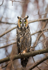 Long-Eared owl on a branch