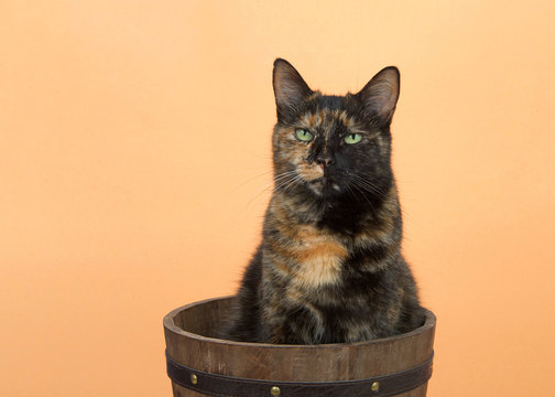 Portrait of one tortie torbie tabby cat on an orange background sitting in a wooden bucket. Looking directly at viewer with skeptical expression. Copy space.