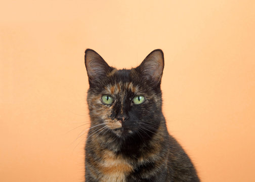 Portrait of one tortie torbie tabby cat on an orange background. Looking directly at viewer with surprised expression. Copy space.