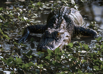 American Alligator in Louisiana swamp
