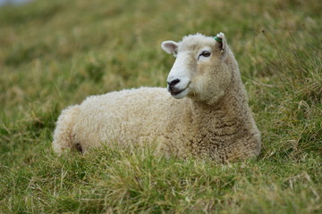 Fototapeta premium Isolated adult sheep female resting on quite dry grass.