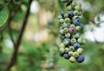 Bunch of ripe and raw blueberries on the branch of the tree and on the garden background, Spring in GA USA.