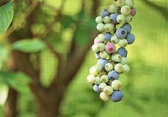 Bunch of ripe and raw blueberries on the branch of the tree and on the garden background, Spring in GA USA.