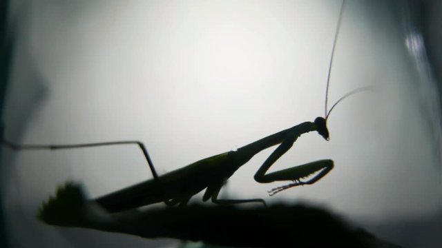 Insect predator. Silhouette of a living Mantis religiosa