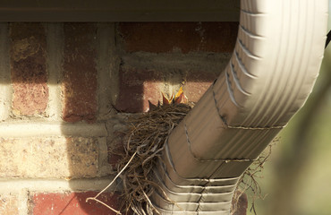 Baby Robin Birds in a Nest