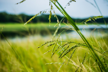 Close up shot with selective focus Grass
