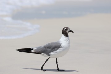Seagull posing on the beach