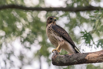 Red Shouldered Hawk
