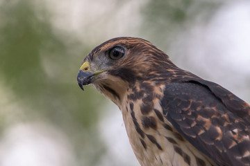 Red Shouldered Hawk