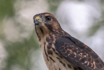Red Shouldered Hawk