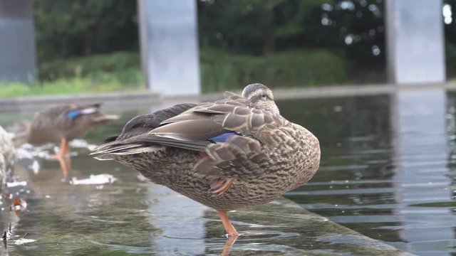 Tokyo, Japan-August 16, 2018: A duck taking a rest standing on one leg like a flamingo