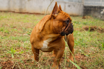 frenchbulldog perfil