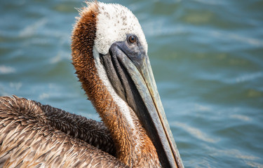 Brown Pelican Close-Up