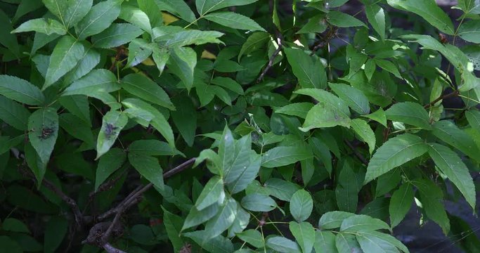 This is a video of a Praying Mantis on the leaves of a tree in Landa Park in New Braunfels Texas.
