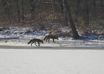 Two Foxes on a Frozen Lake
