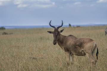 Topi Deer