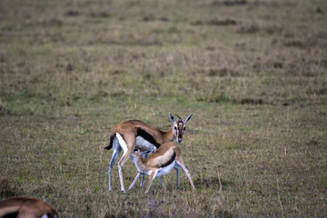 Gazelle Mom and kid