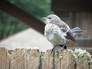 Fototapeta premium Fledgling mockingbird