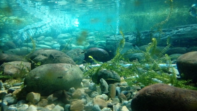 Cocodrilo