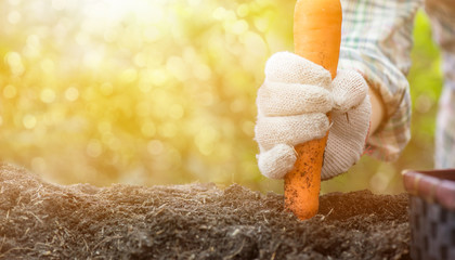 Fall harvest cornucopia. Autumn season with vegetable. Farmer picking up carrot.
