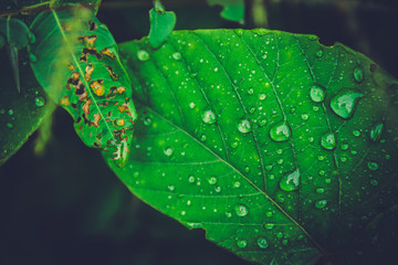 Beautiful Water drops on fresh green leaf after rain.