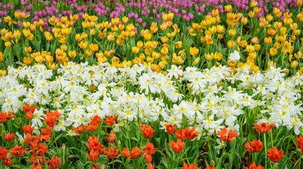The beautiful colorful verity Winter flowers in garden of winter flower show festival