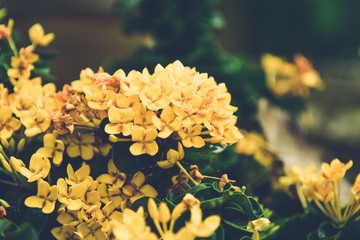 Beautiful yellow ixora or spike flower.